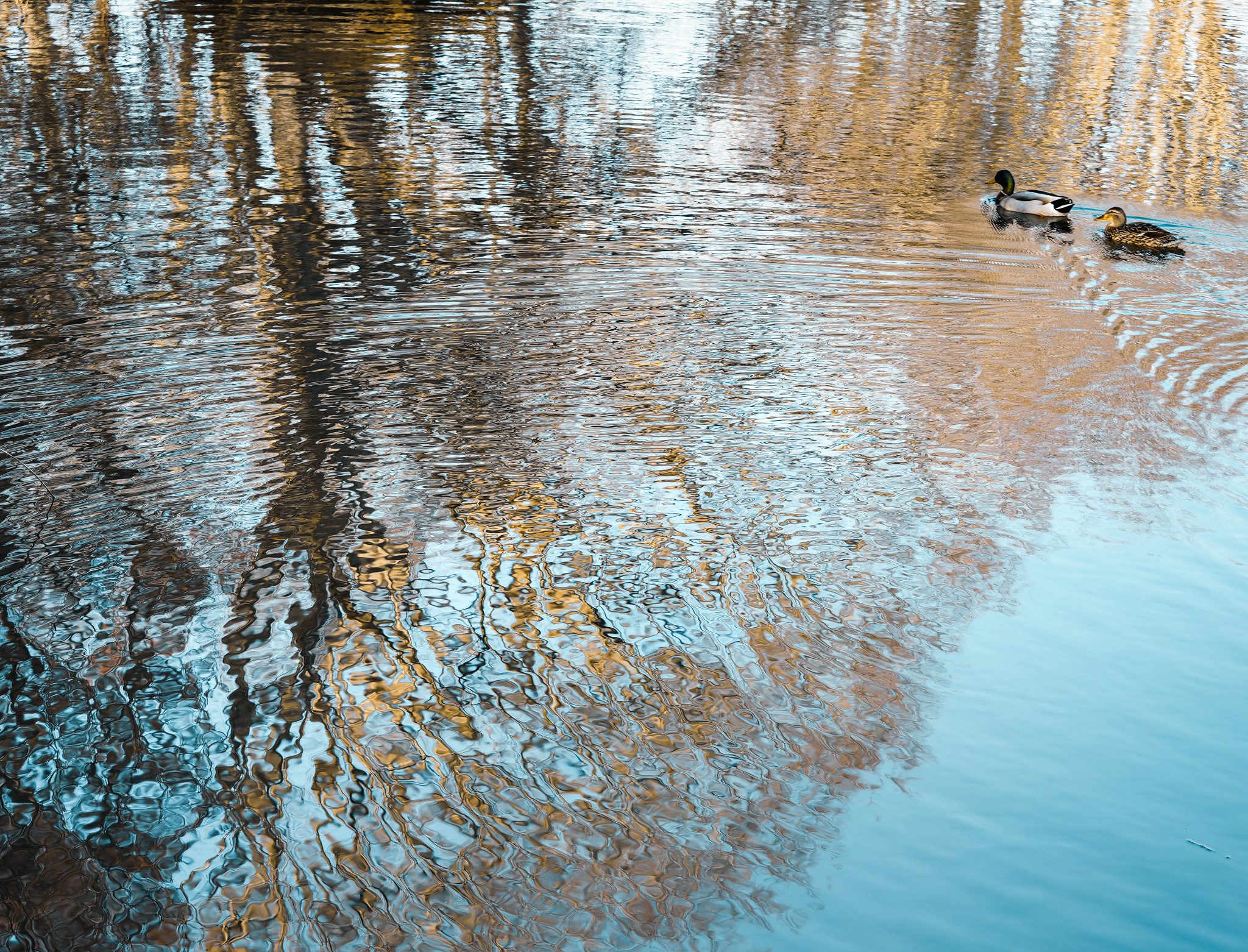 Ducks on autumn reflections